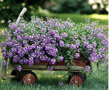 Các bước đơn giản để thiết kế khu vườn